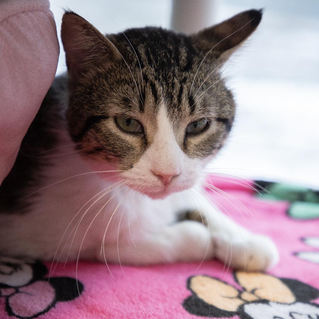 Enlarge Carlos, a Adoptable Domestic Short Hair in Saint Cloud, MN image 3/6