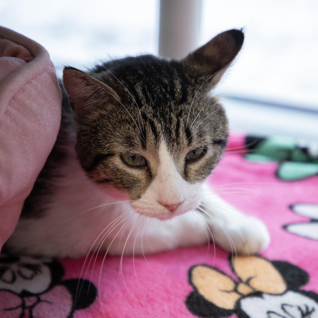 Enlarge Carlos, a Adoptable Domestic Short Hair in Saint Cloud, MN image 4/6