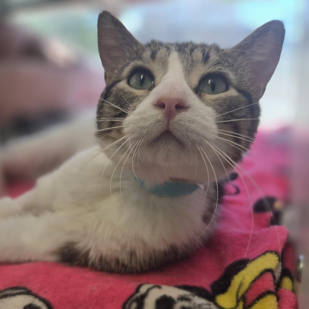 Enlarge Carlos, a Adoptable Domestic Short Hair in Saint Cloud, MN image 5/6