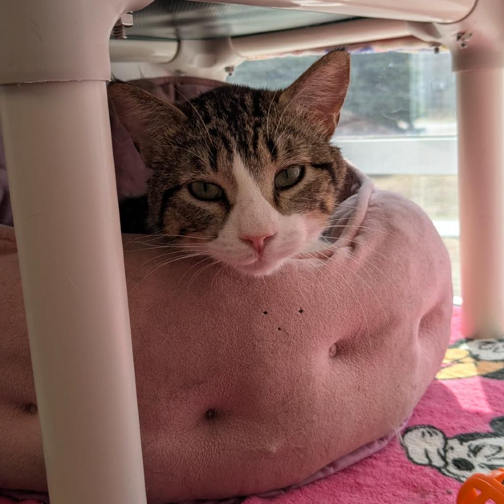 Enlarge Carlos, a Adoptable Domestic Short Hair in Saint Cloud, MN image 6/6