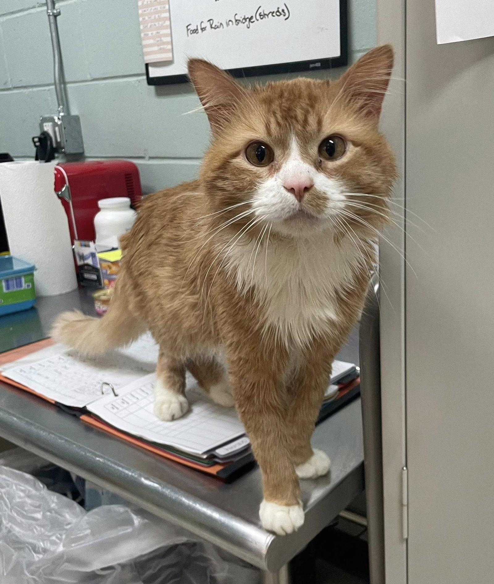 Scruffy, Adoptable, Adult Male Domestic Long Hair.