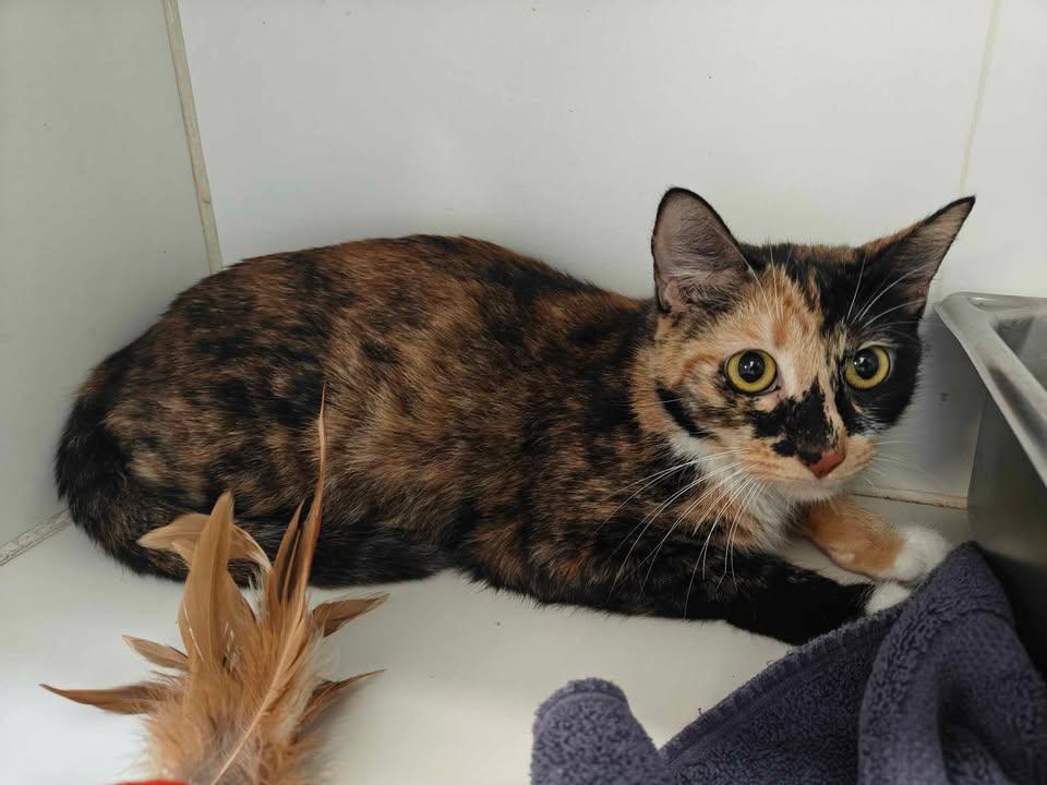 Hope - one year old female, Adopted, Adult Female Domestic Short Hair.