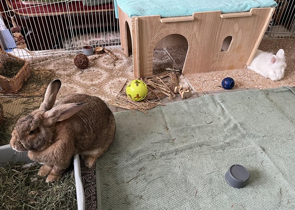 Enlarge Leia, a Adoptable Lionhead in Westford, MA image 1/6