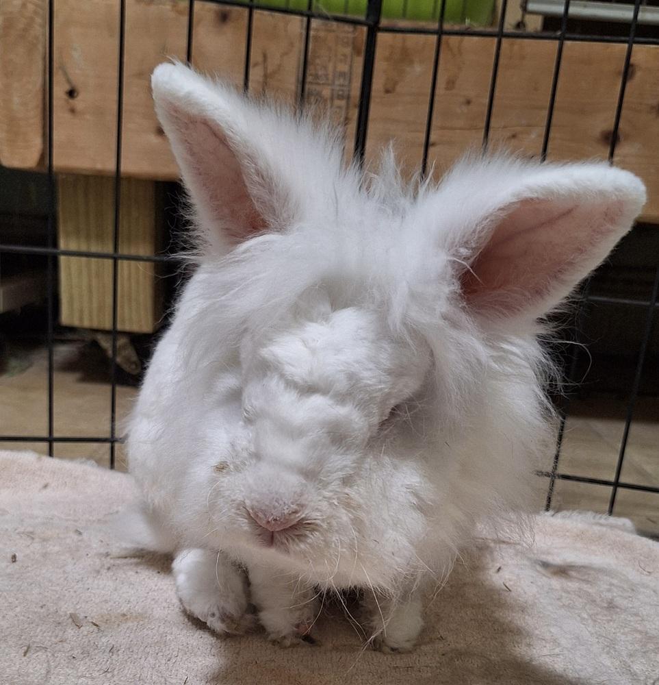 Enlarge Leia, a Adoptable Lionhead in Westford, MA image 4/6