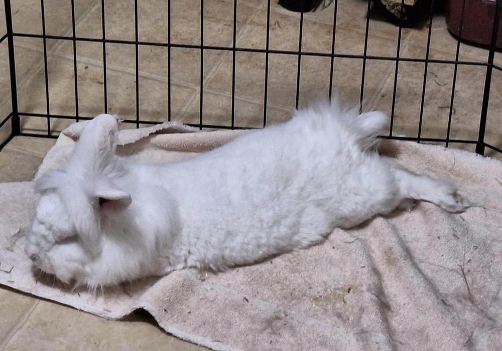 Enlarge Leia, a Adoptable Lionhead in Westford, MA image 5/6