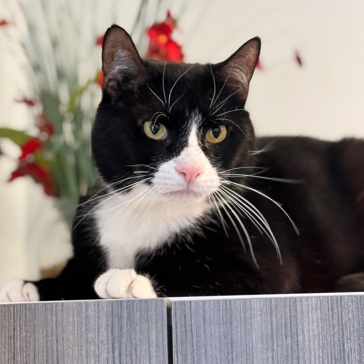 Mr.Pickles , adopted, Adult Male Domestic Short Hair.