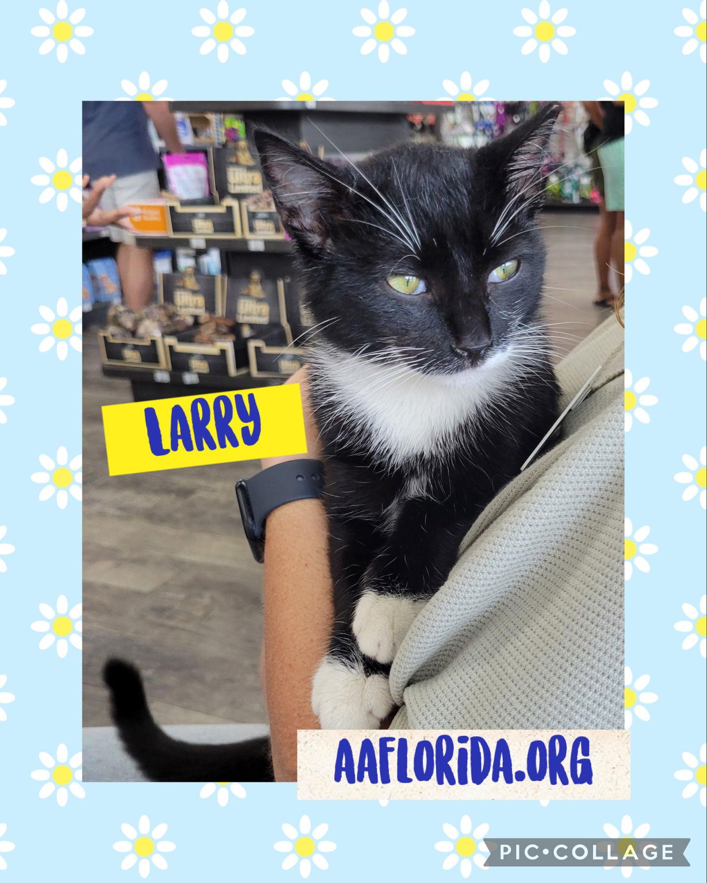Larry 2023, Adopted, Young Male Tuxedo & Domestic Short Hair.
