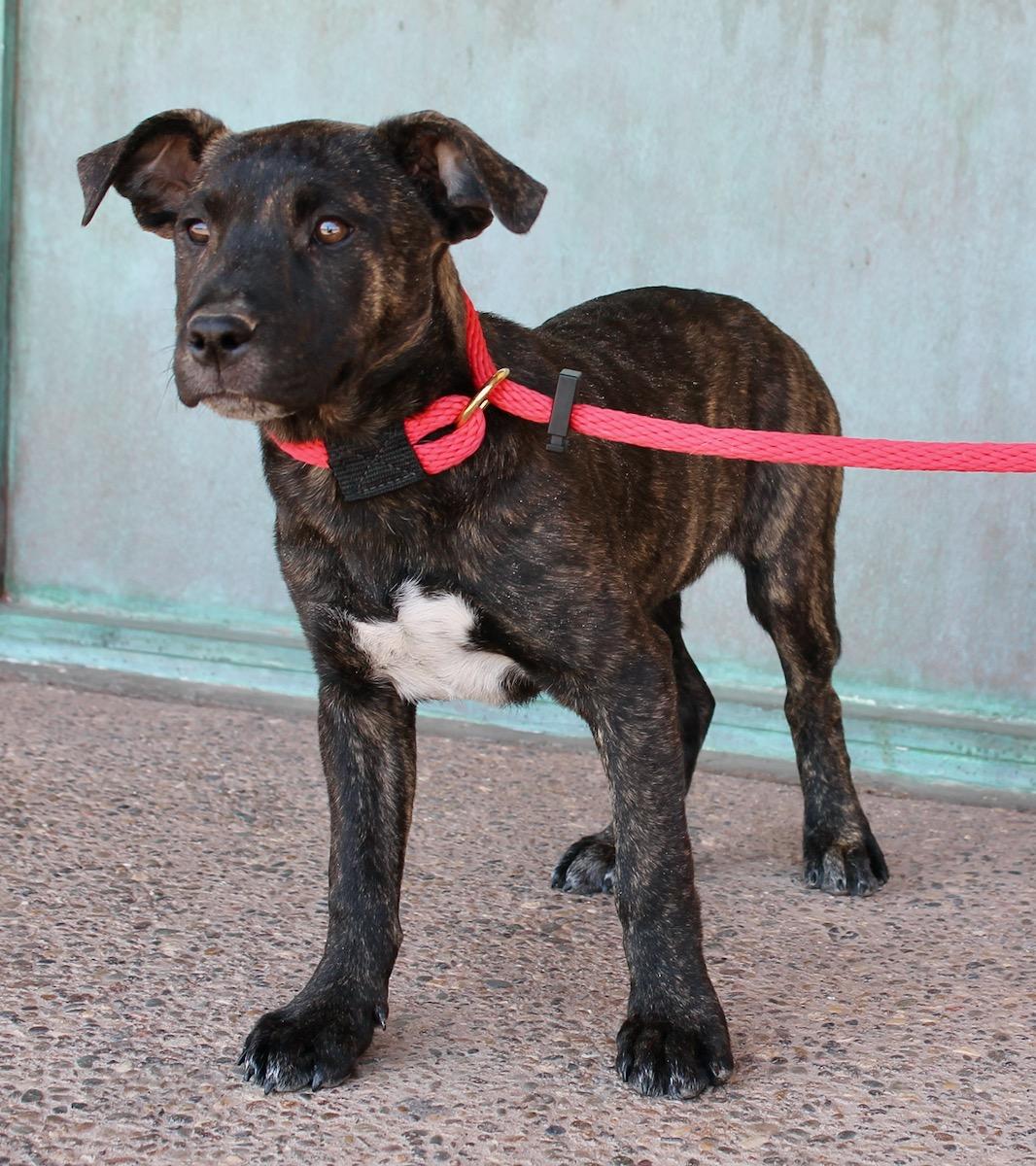Enlarge Brynn, a ADOPTABLE mixed breed in Albuquerque, NM image 5/6