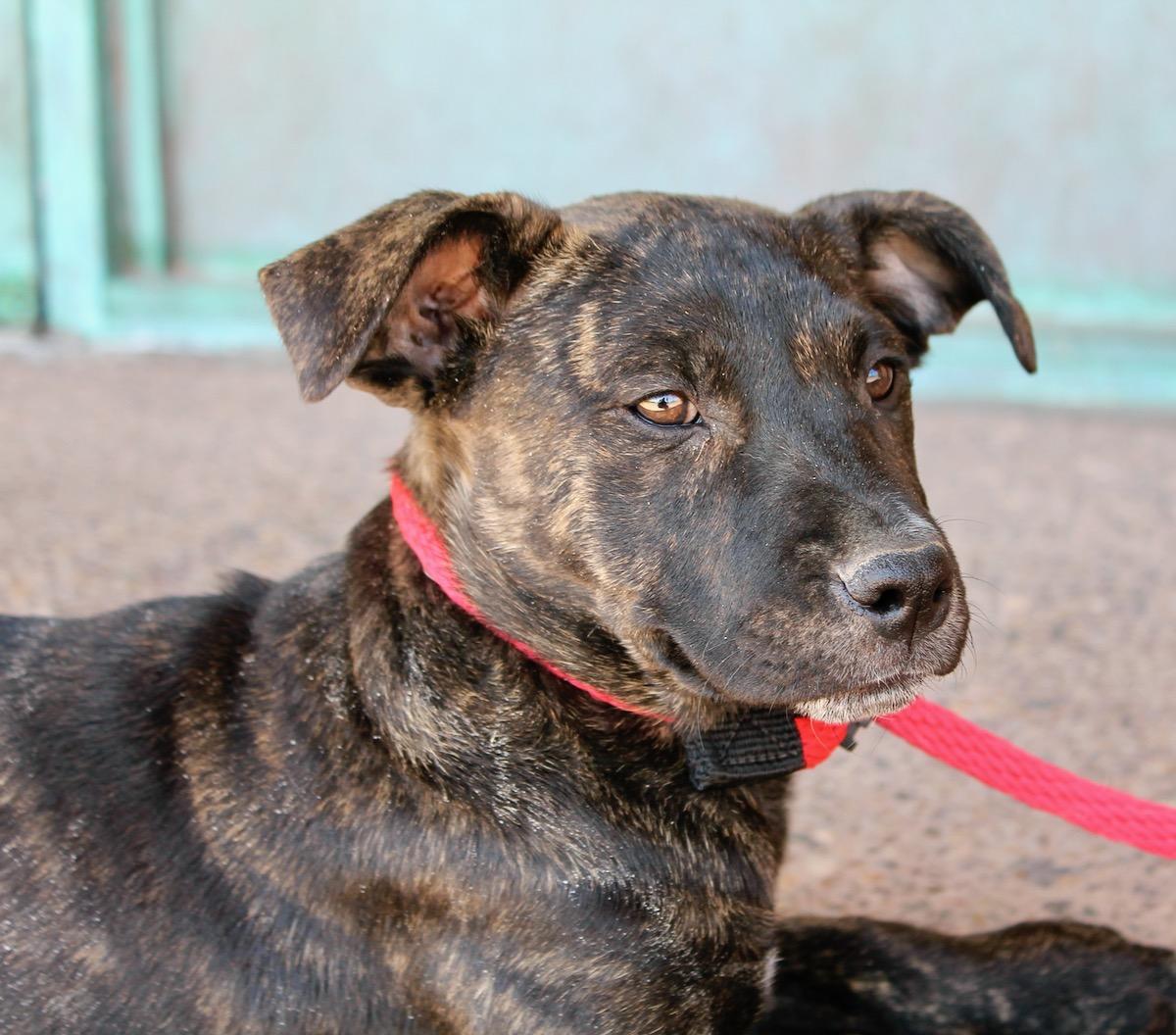 Enlarge Brynn, a ADOPTABLE mixed breed in Albuquerque, NM image 4/6