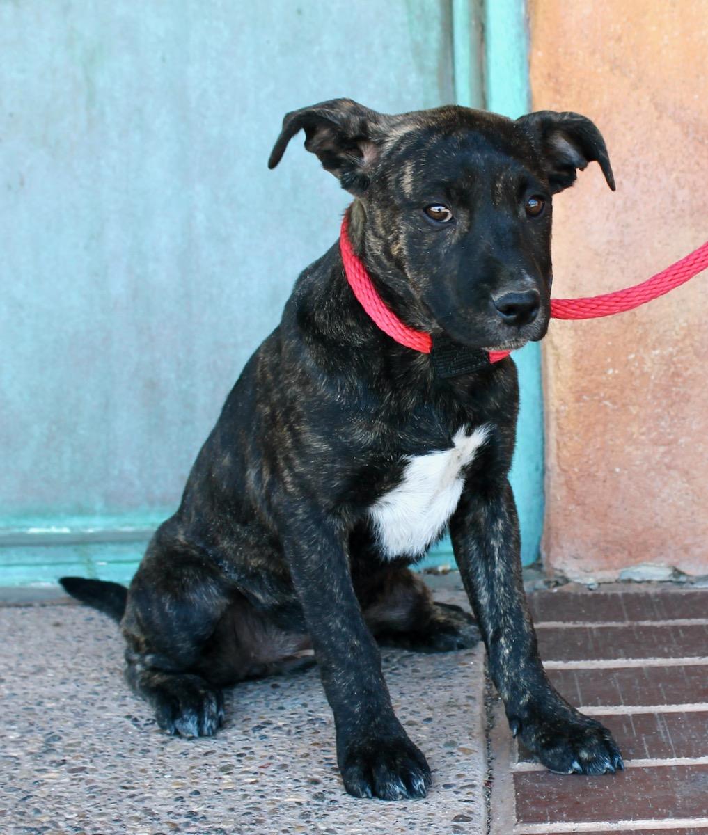 Enlarge Brynn, a ADOPTABLE mixed breed in Albuquerque, NM image 6/6