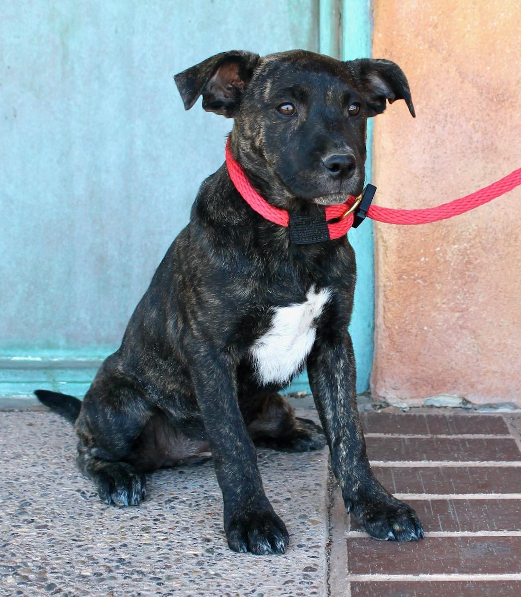 Enlarge Brynn, a ADOPTABLE mixed breed in Albuquerque, NM image 2/6