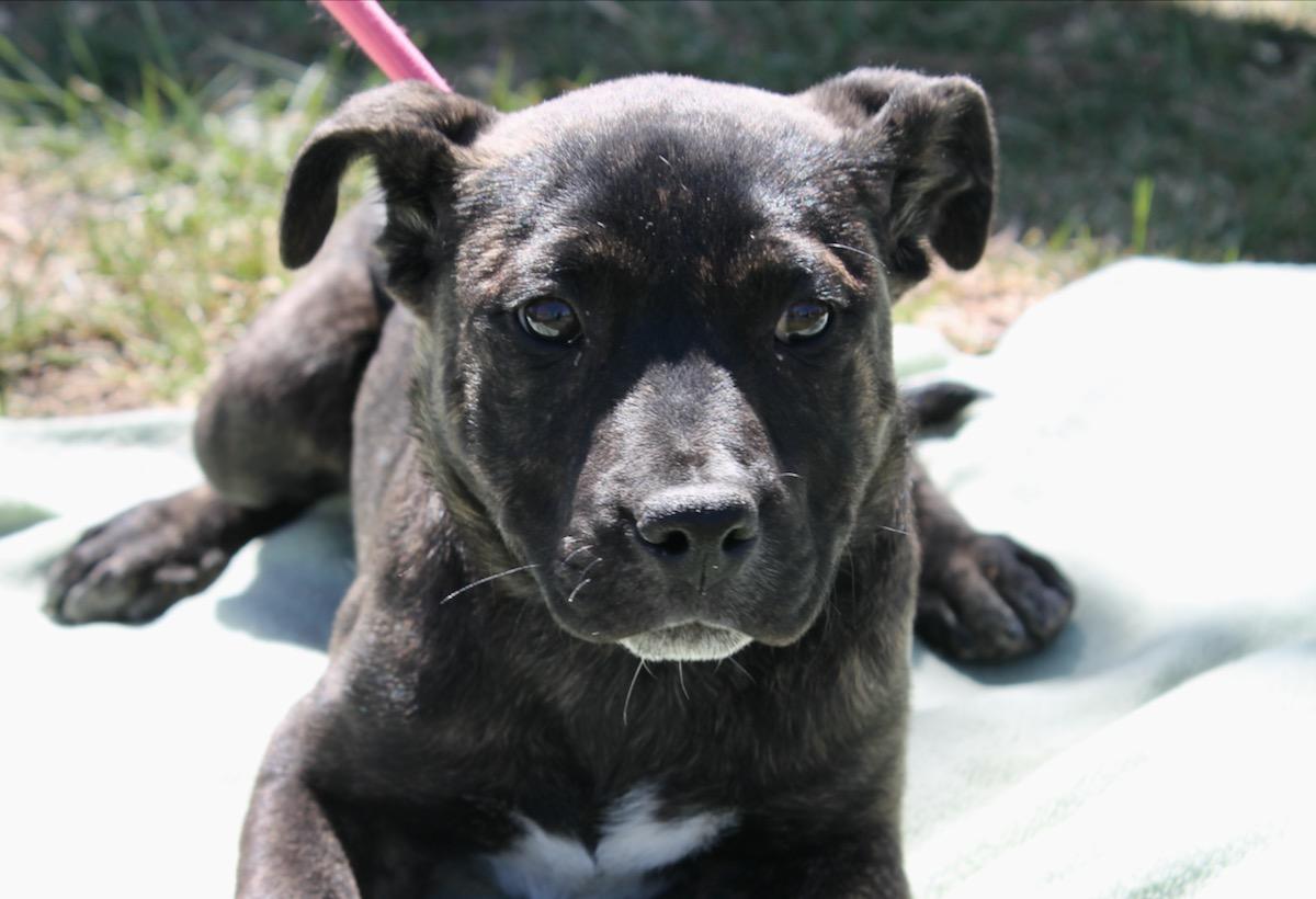 Enlarge Brynn, a ADOPTABLE mixed breed in Albuquerque, NM image 3/6