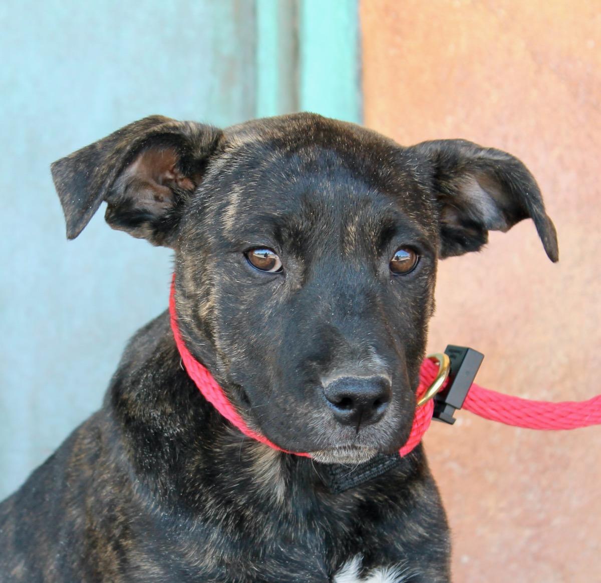 Enlarge Brynn, a ADOPTABLE mixed breed in Albuquerque, NM image 1/6