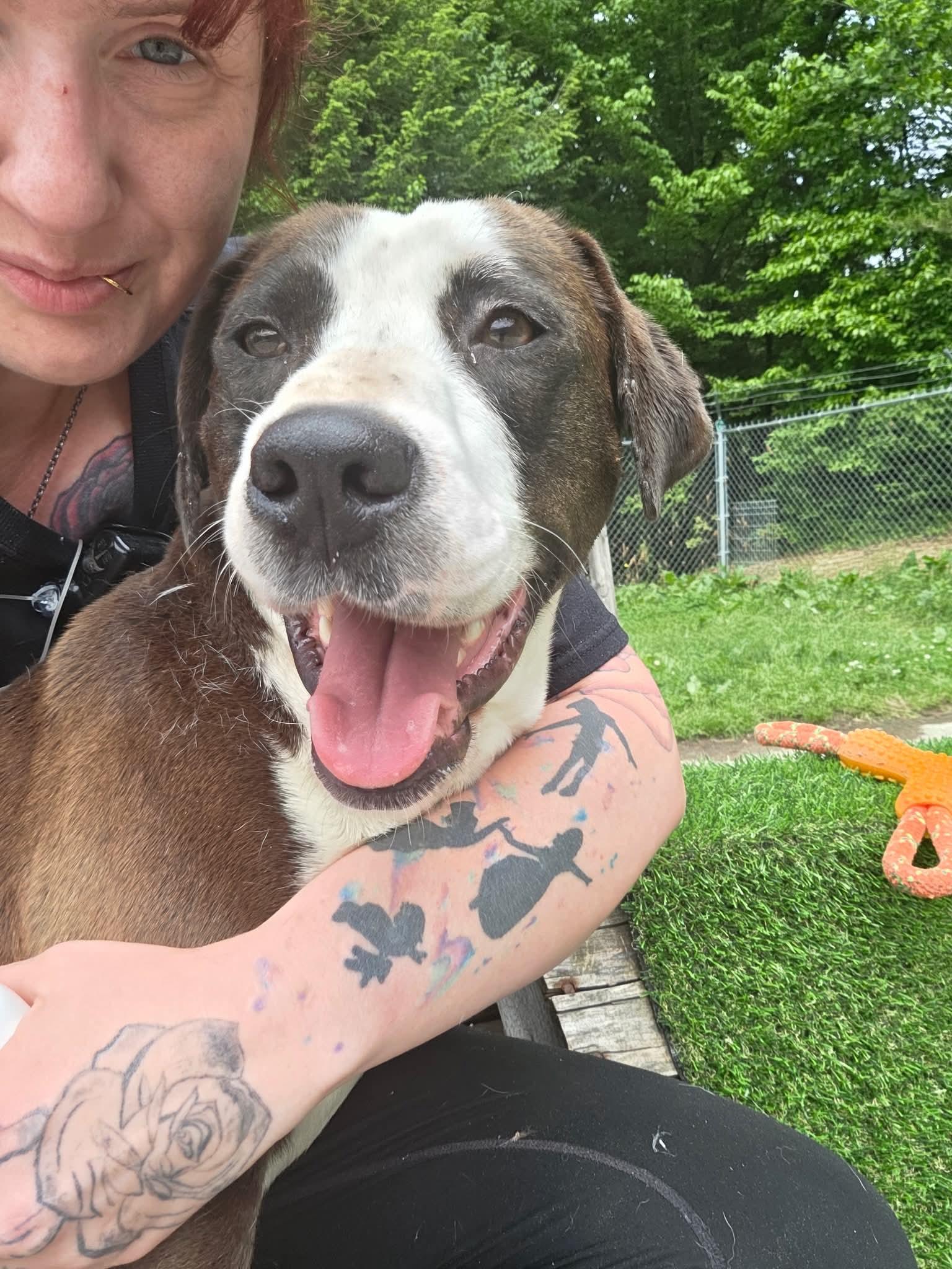 Betsy, Adoptable, Adult Female Pit Bull Terrier & Labrador Retriever.