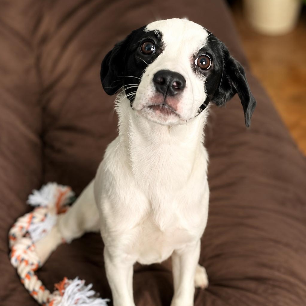 Eclair, adopted, Puppy Female Mixed Breed.