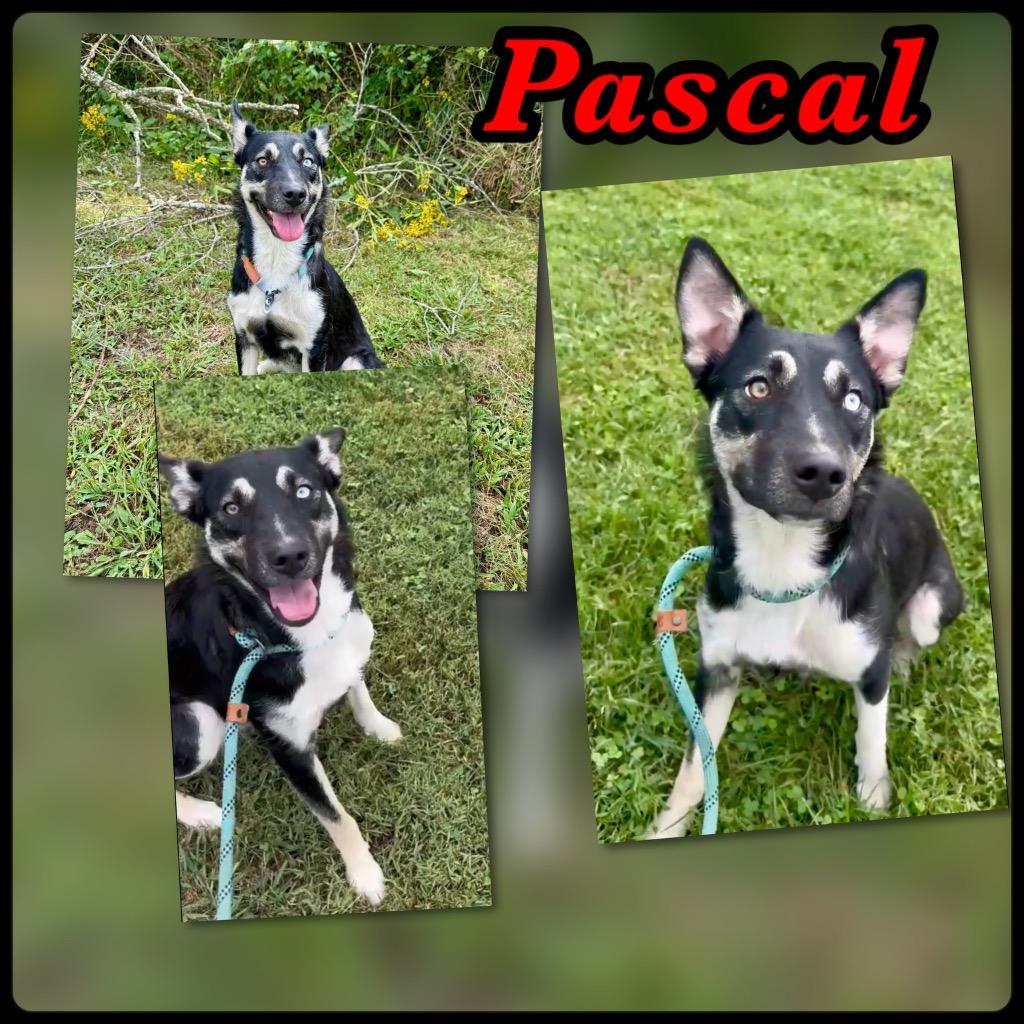 Pascal, Adoptable, Young Female Husky & Mixed Breed.