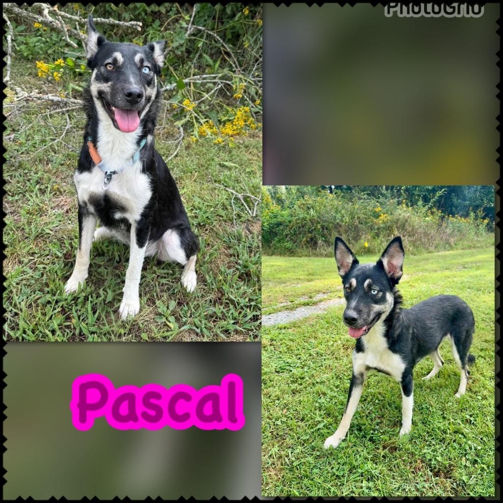 Enlarge Pascal, a Adoptable mixed breed in Blountville, TN image 2/2