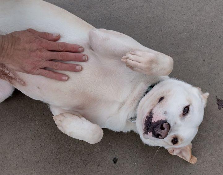 Ace, Adoptable, Adult Male Australian Cattle Dog / Blue Heeler & Pit Bull Terrier.