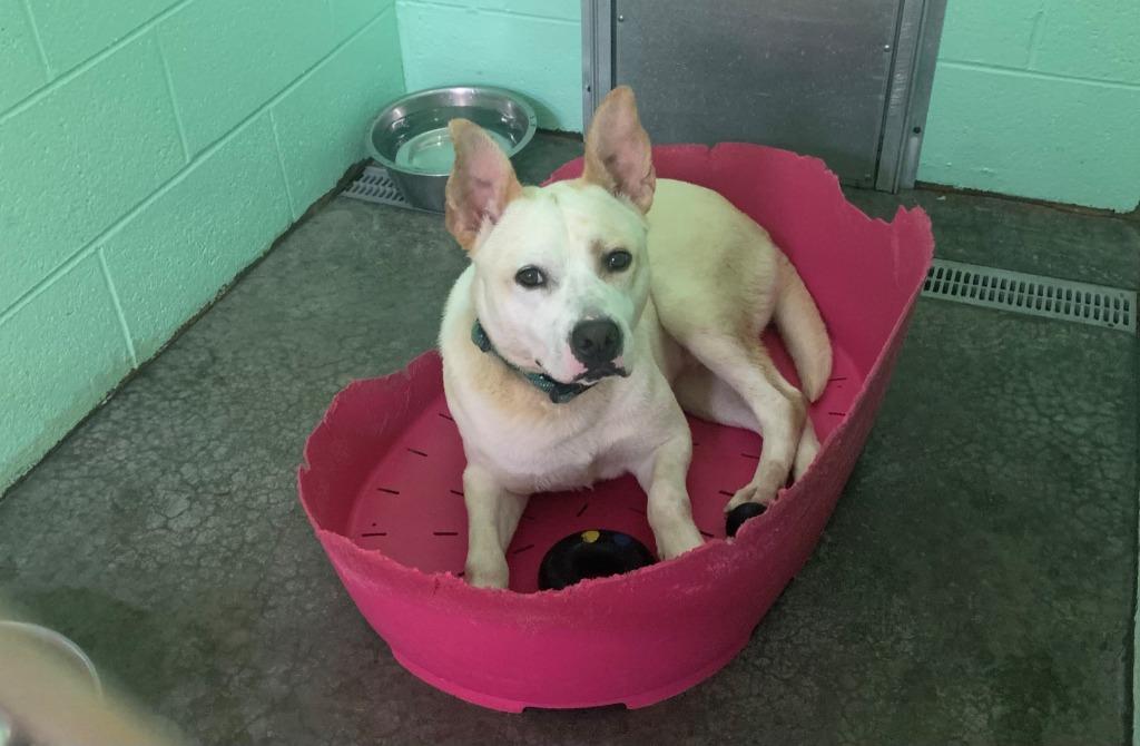 Ace, a Adoptable mixed breed in Blountville, TN image 3/6