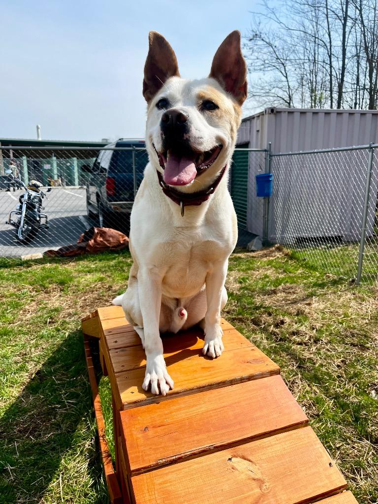 Ace, a Adoptable mixed breed in Blountville, TN image 4/6
