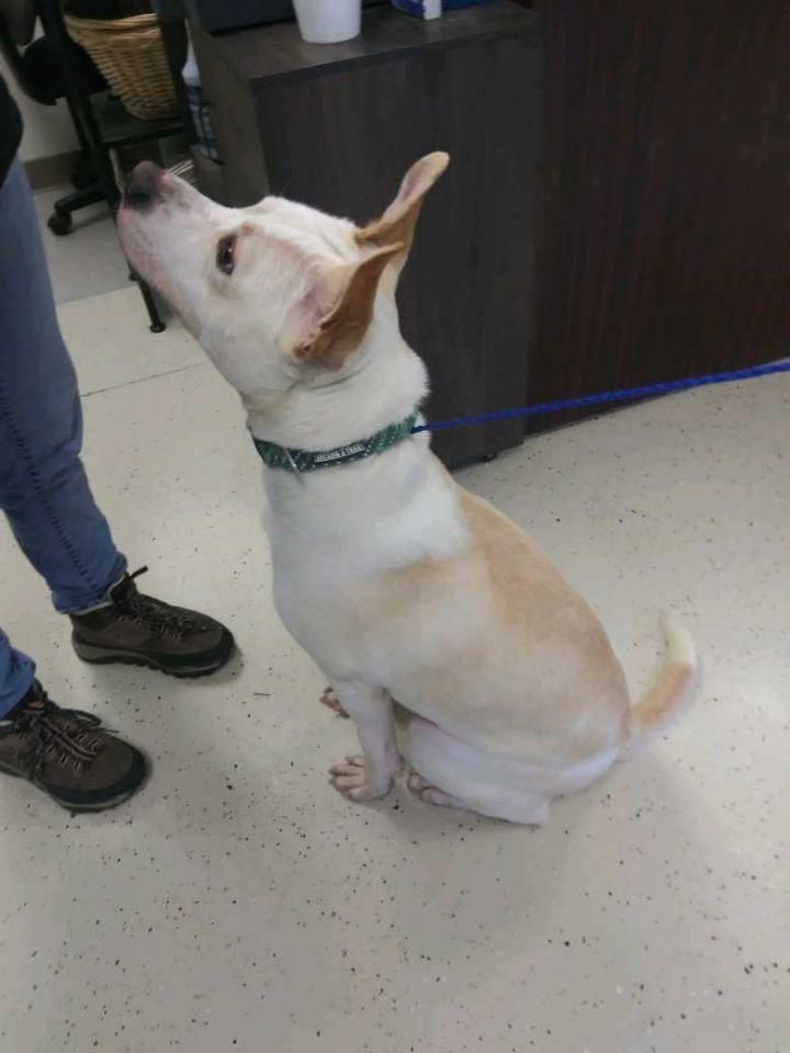 Ace, a Adoptable mixed breed in Blountville, TN image 5/6
