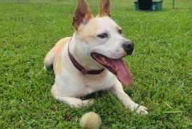 Enlarge Ace, a Adoptable mixed breed in Blountville, TN image 6/6