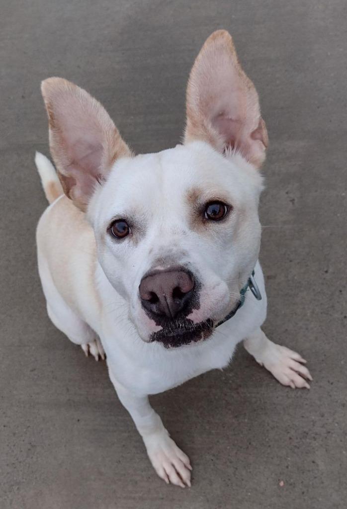Ace, a Adoptable mixed breed in Blountville, TN image 6/6