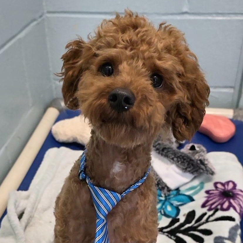 Teddy, an adopted mixed breed in Smithtown, NY image 1/3