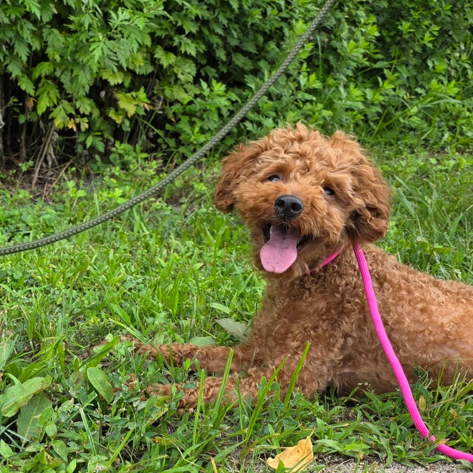 Teddy, an adopted mixed breed in Smithtown, NY image 3/3