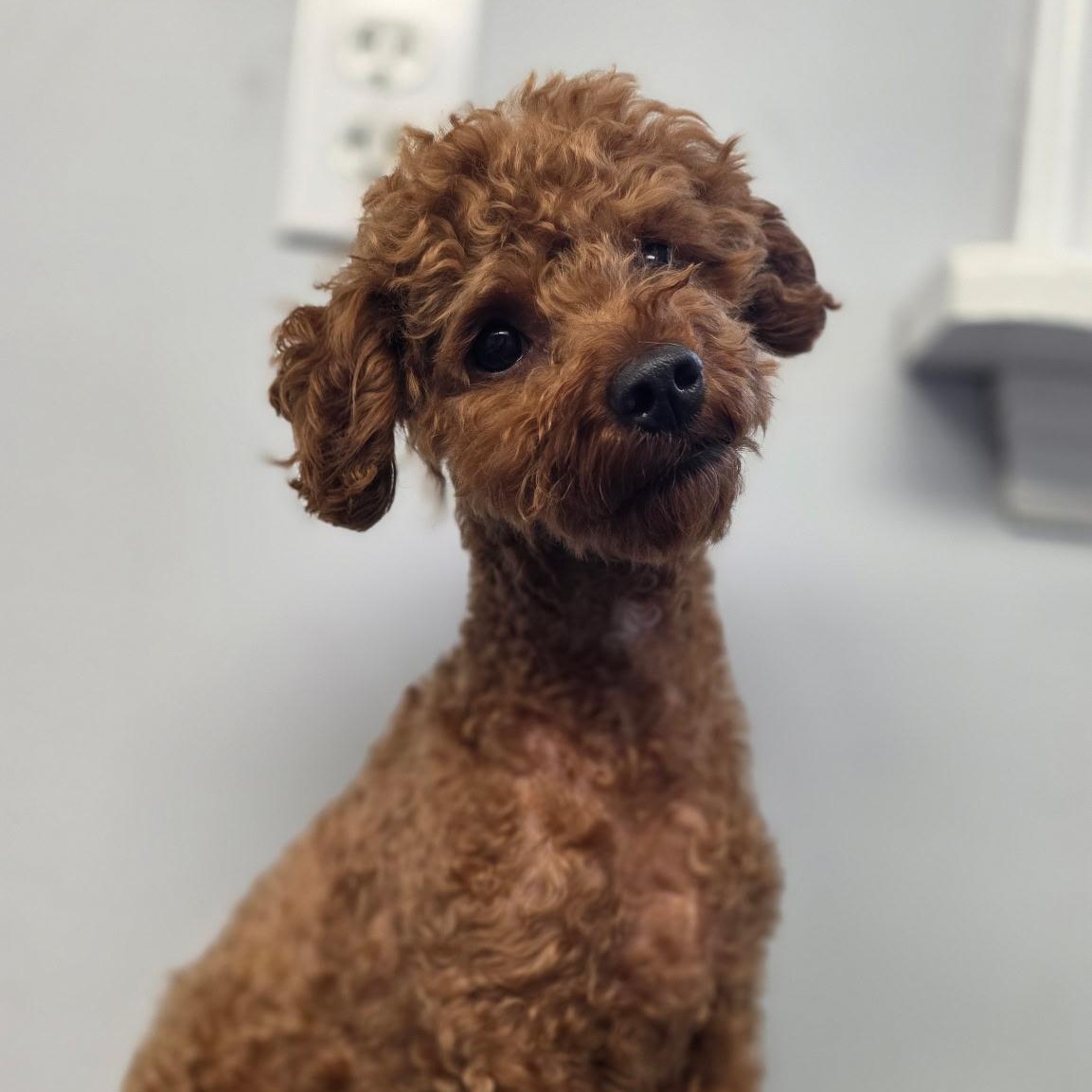 Teddy, an adopted mixed breed in Smithtown, NY image 2/3