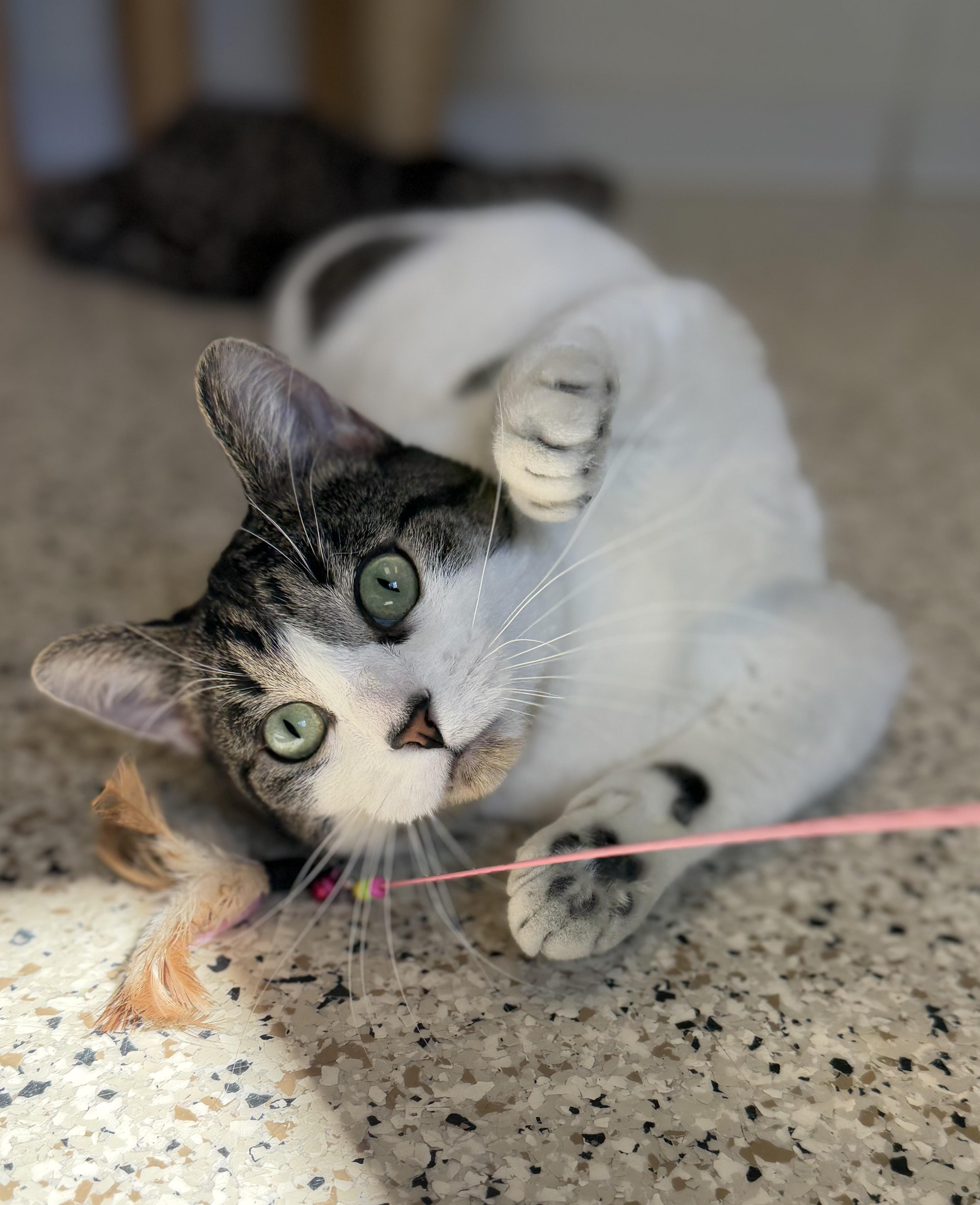 Enlarge Mr. Moo, a ADOPTABLE Domestic Short Hair in Buffalo, MN image 1/1