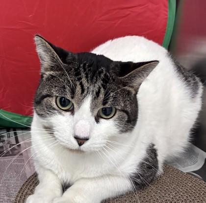 Mr. Moo, ADOPTABLE, Adult Male Domestic Short Hair.