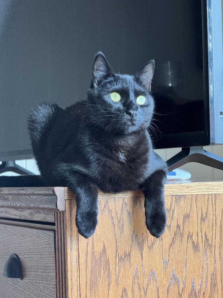 Scout, Adoptable, Adult Male Domestic Short Hair.