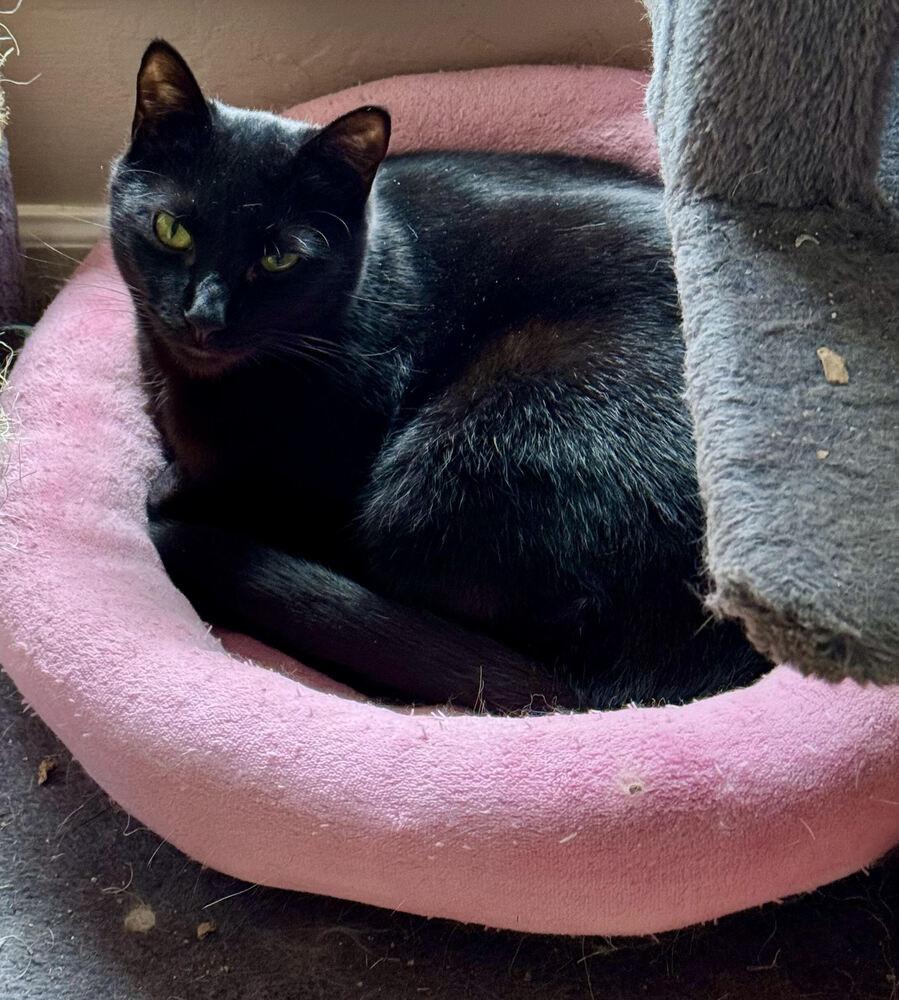 Enlarge Scout, a Adoptable mixed breed in Lebanon, OR image 2/6