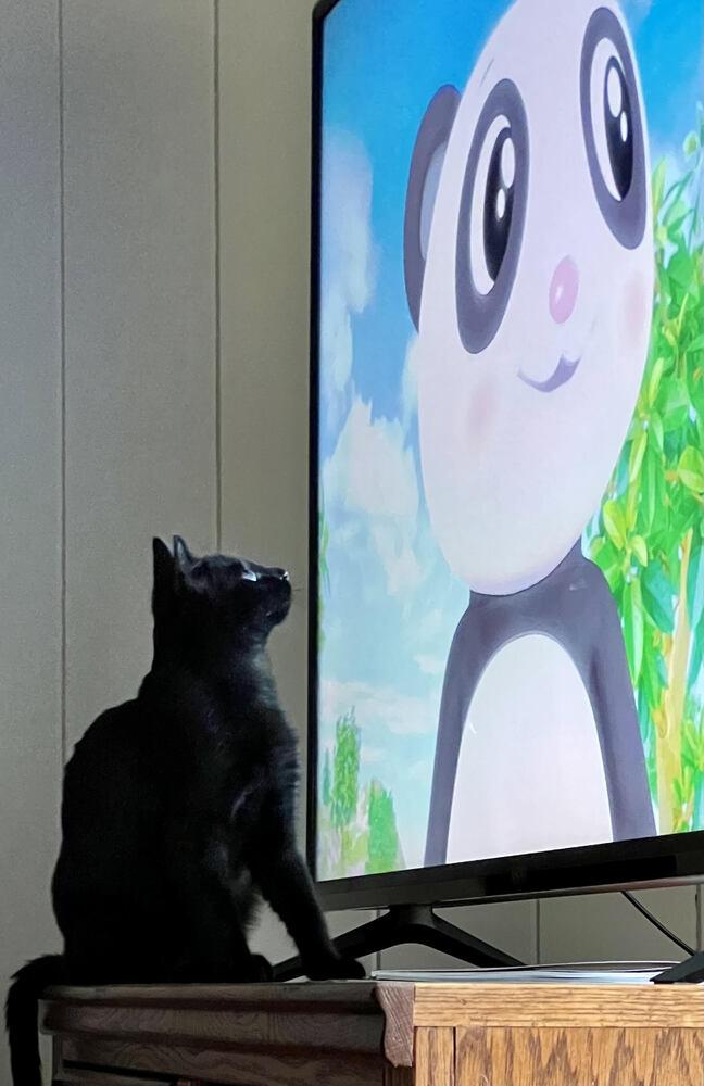 Enlarge Scout, a Adoptable mixed breed in Lebanon, OR image 3/6