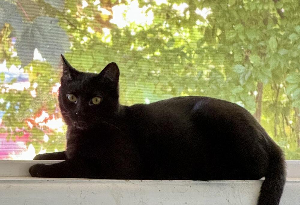 Enlarge Scout, a Adoptable mixed breed in Lebanon, OR image 4/6