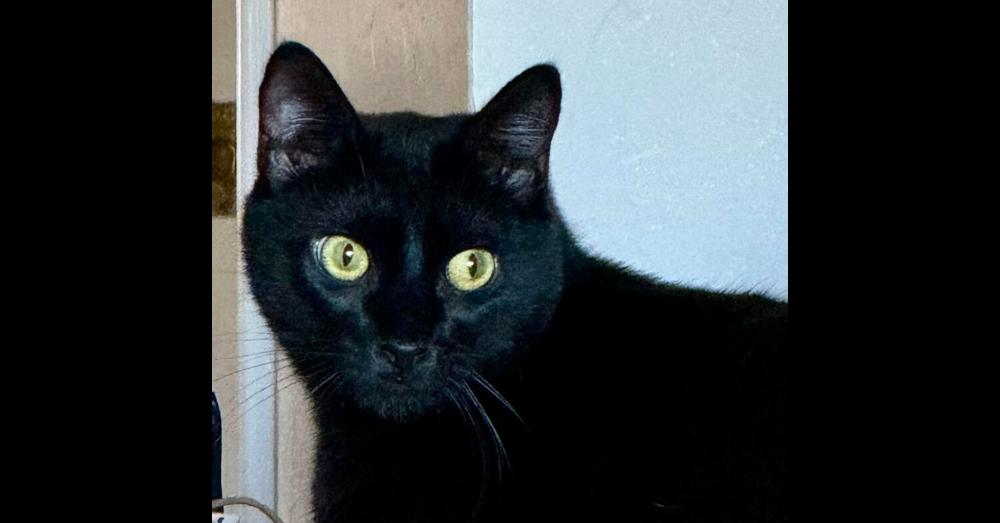 Enlarge Scout, a Adoptable mixed breed in Lebanon, OR image 5/6