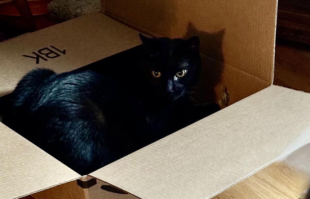 Enlarge Scout, a Adoptable mixed breed in Lebanon, OR image 6/6