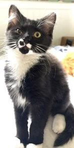 Bailey and June, Adoptable, Kitten Female Domestic Long Hair.