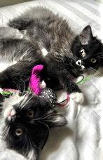Bailey and June, a Adoptable Domestic Long Hair in Shawnee, KS image 2/3