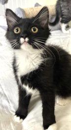 Bailey and June, a Adoptable Domestic Long Hair in Shawnee, KS image 3/3