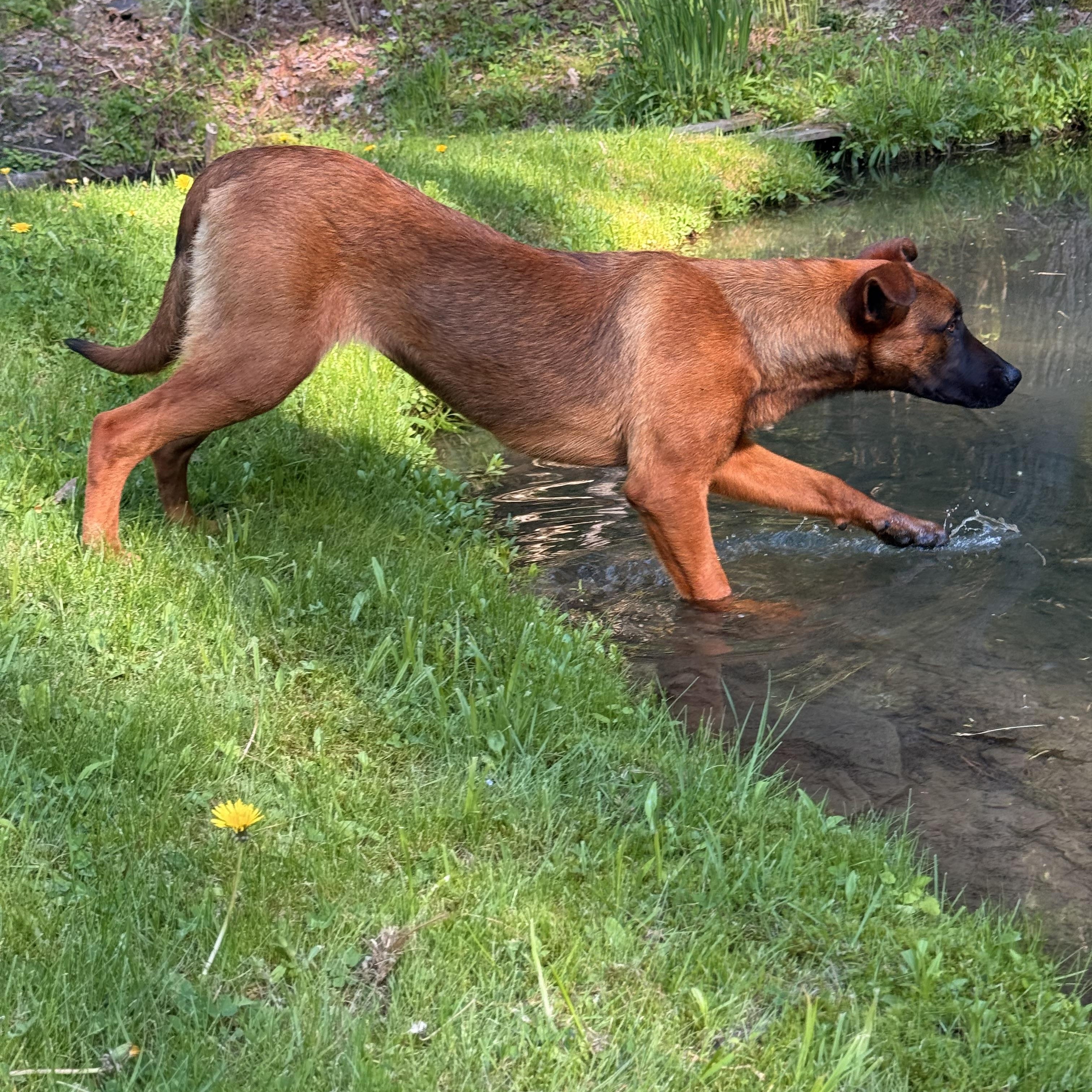 Ava, ADOPTABLE, Puppy Female Belgian Shepherd / Malinois & Rhodesian Ridgeback.