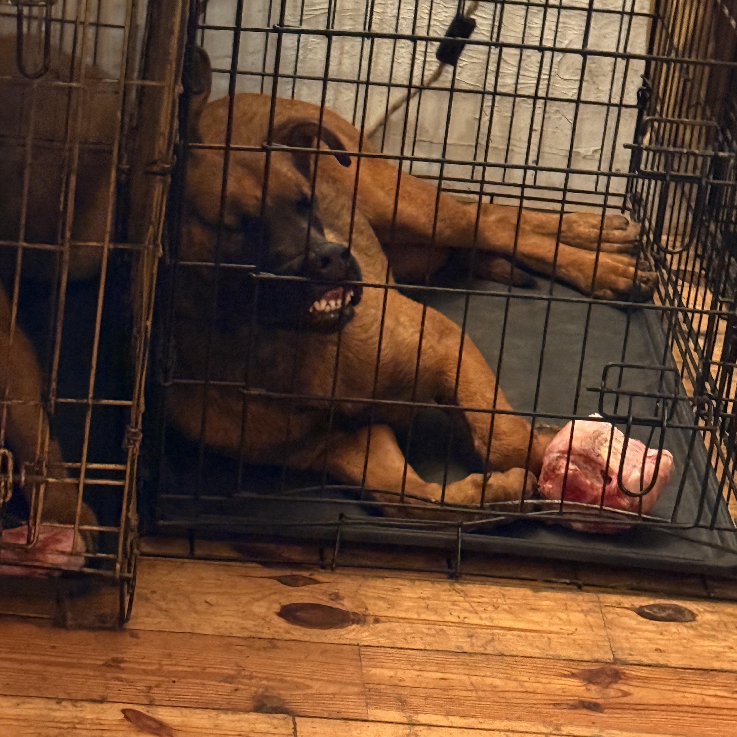 Ava, a ADOPTABLE mixed breed in Milford, NY image 4/6