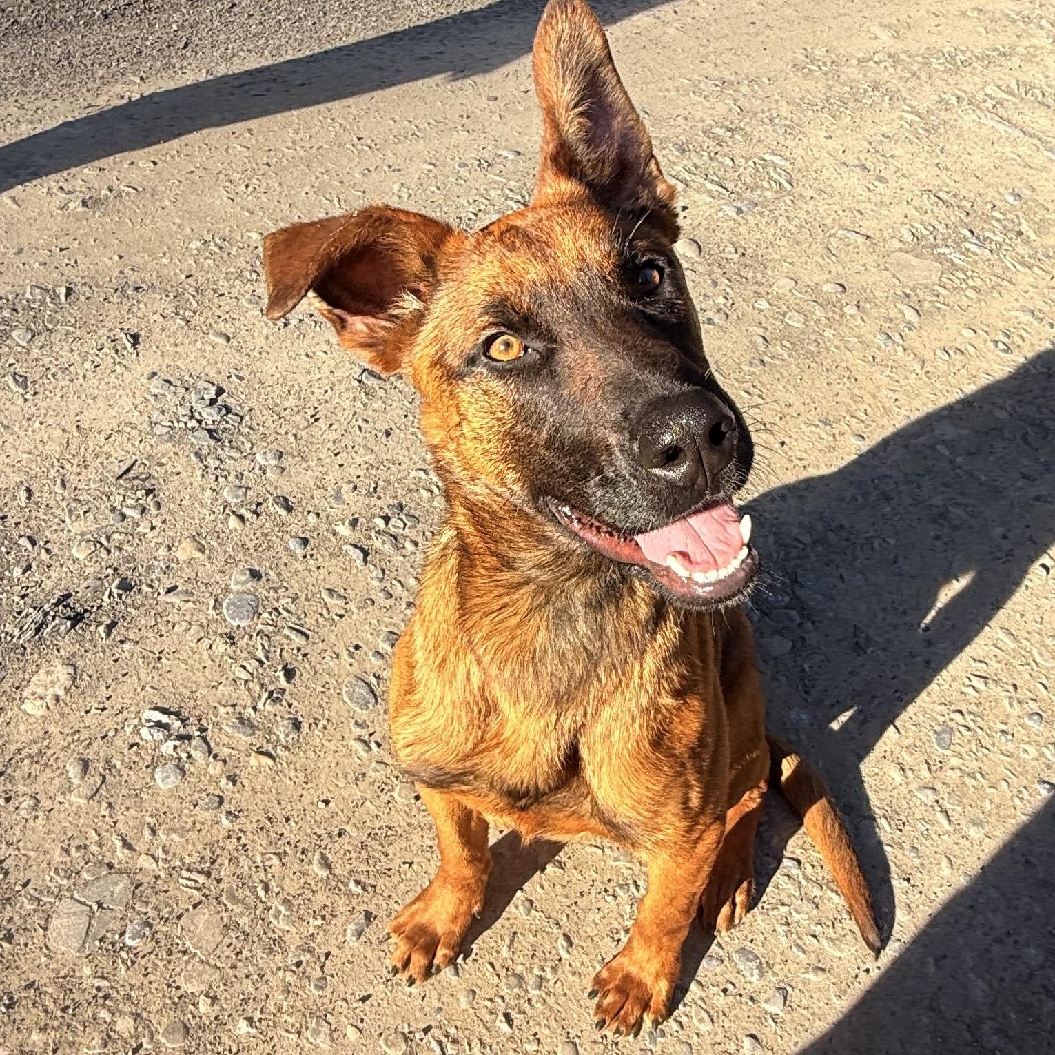 Ava, a ADOPTABLE mixed breed in Milford, NY image 2/6