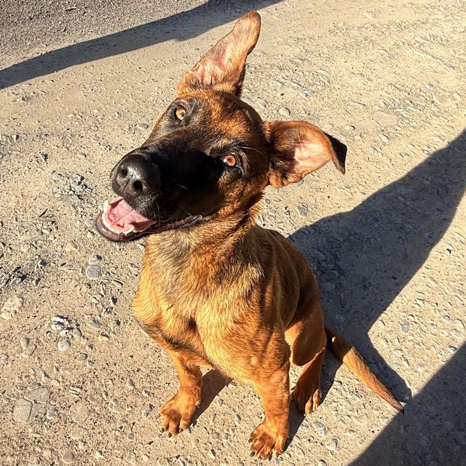 Ava, a ADOPTABLE mixed breed in Milford, NY image 6/6