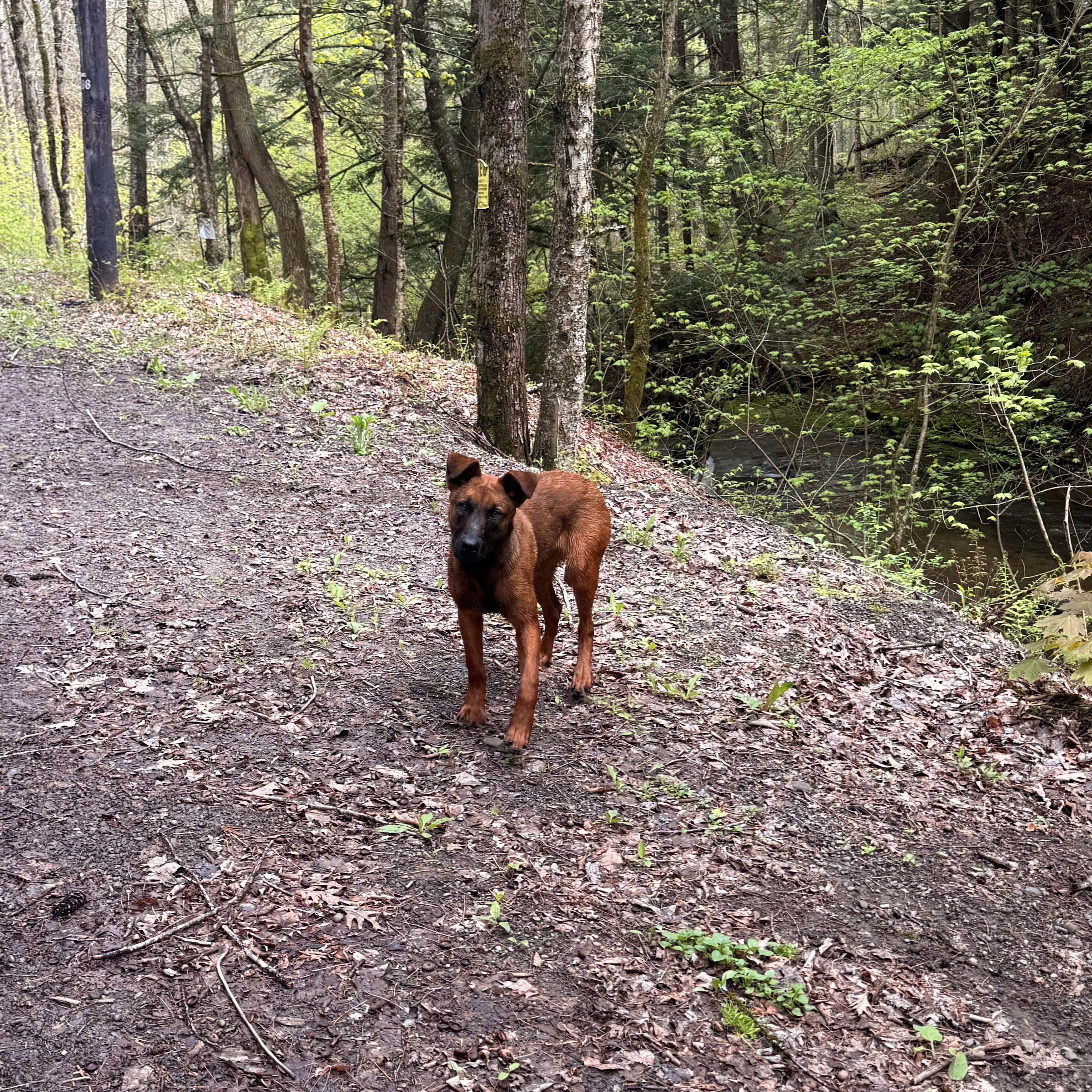 Ava, a ADOPTABLE mixed breed in Milford, NY image 3/6