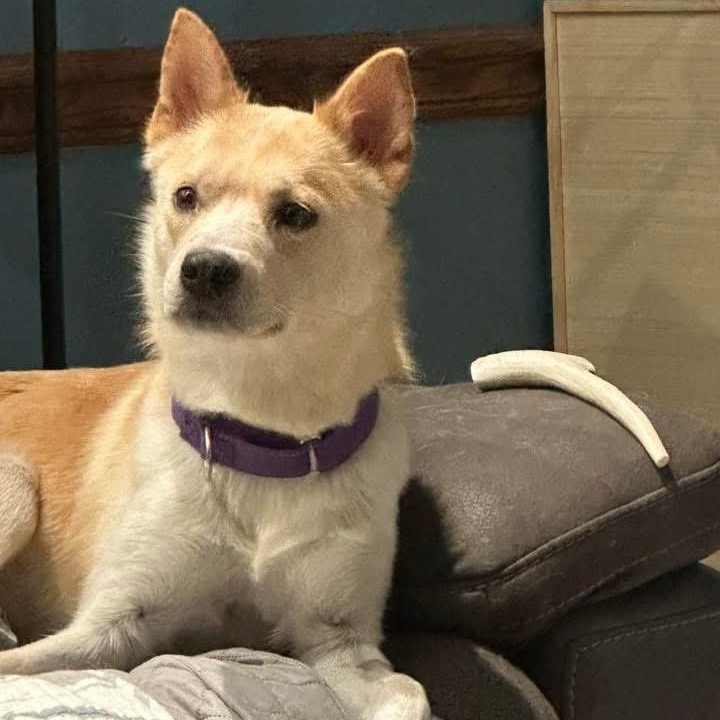 Harper Leigh, ADOPTABLE, Young Female Shepherd.