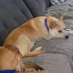 Enlarge Harper Leigh, a ADOPTABLE mixed breed in McHenry, IL image 2/5