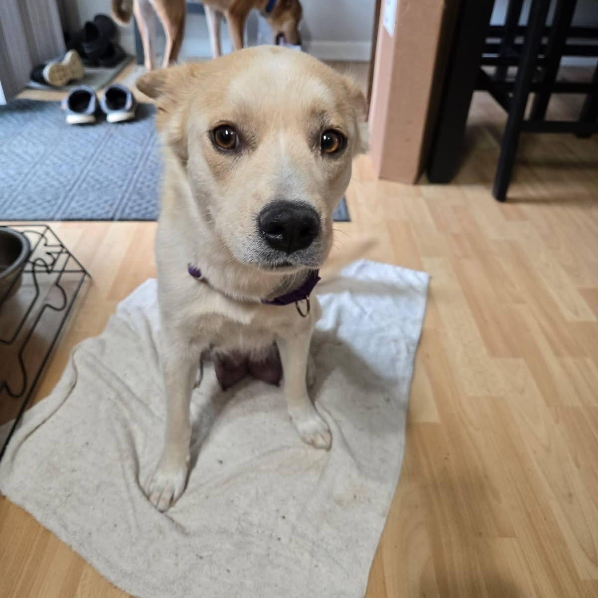 Enlarge Harper Leigh, a ADOPTABLE mixed breed in McHenry, IL image 4/5