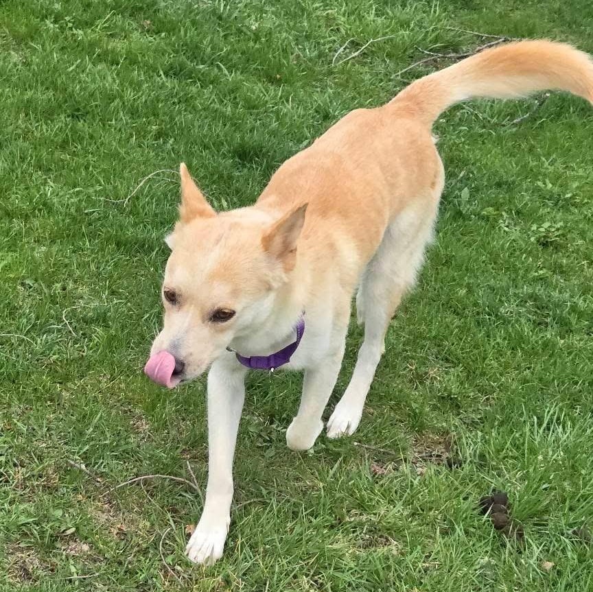 Enlarge Harper Leigh, a ADOPTABLE mixed breed in McHenry, IL image 5/5